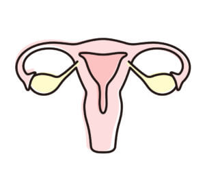 Illustration of a uterus