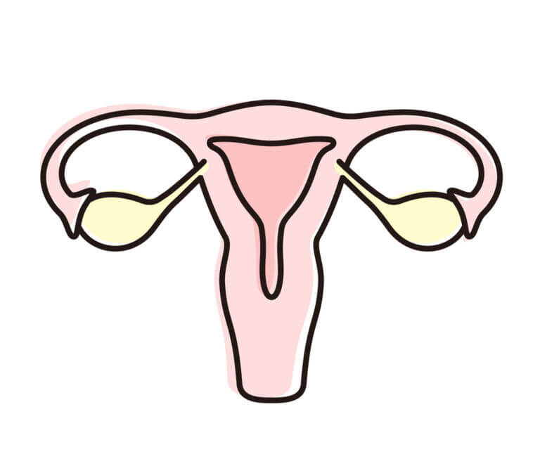 Illustration of a uterus